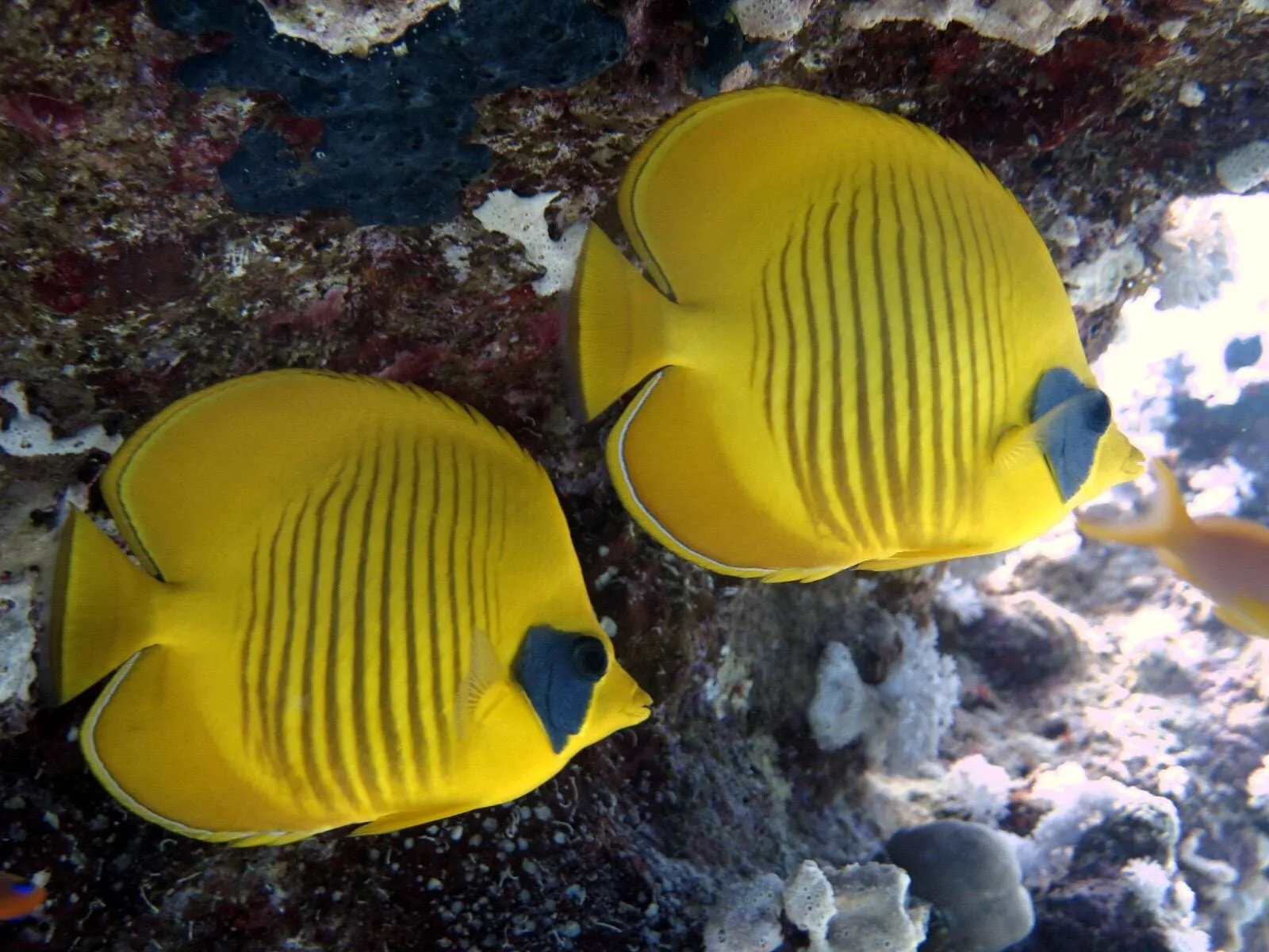 Diving trip to Marsa Shagra, 2023, photo 4