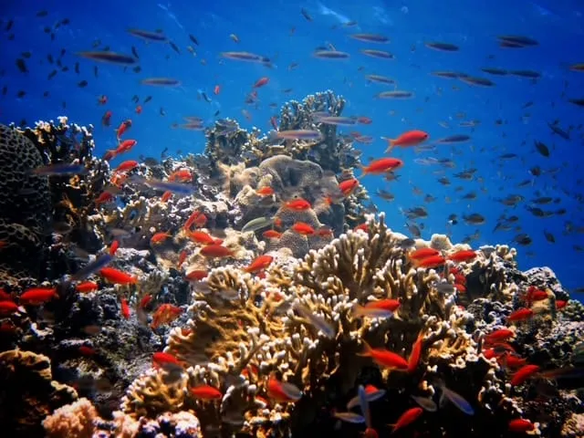 Diving trip to Marsa Shagra, 2023, photo 5