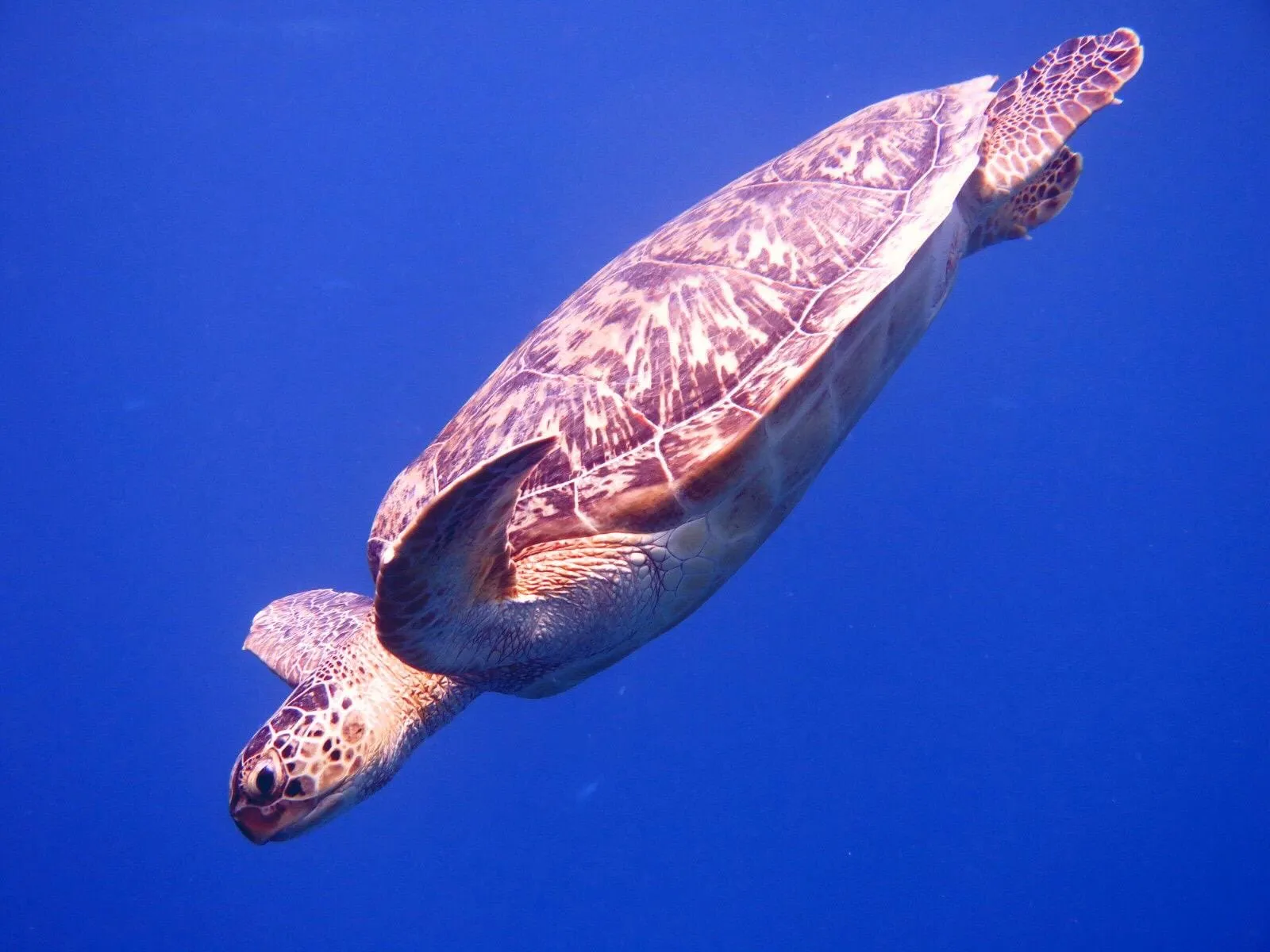 Diving trip to Marsa Shagra, 2023, photo 2