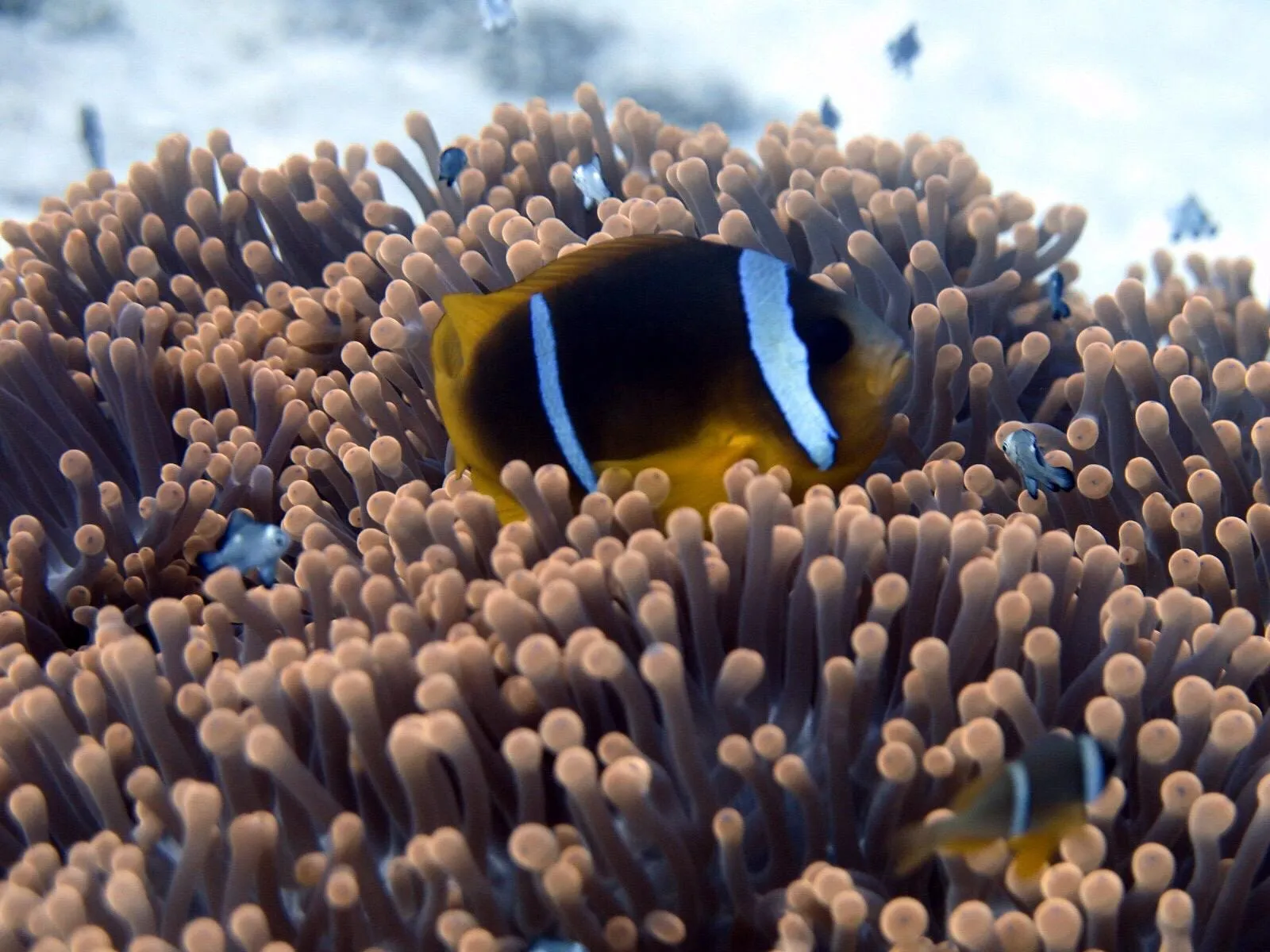 Diving trip to Marsa Shagra, 2023, photo 3